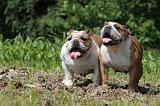 BULLDOG ANGLAIS 032